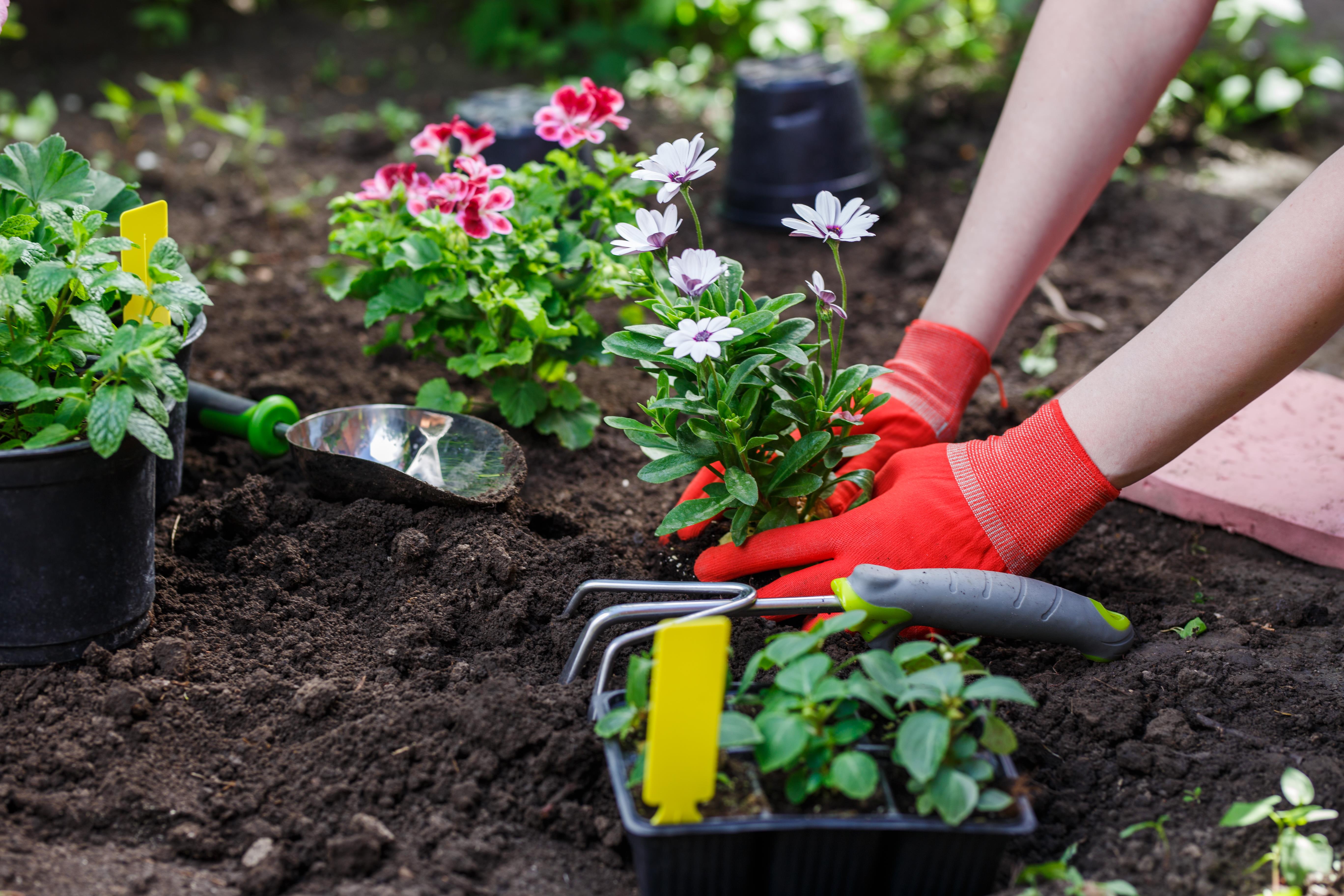 We plant the flowers. Сажать цветы. Посадка цветов. Цветы для посадки. Сажание цветов.