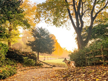 Dog in field